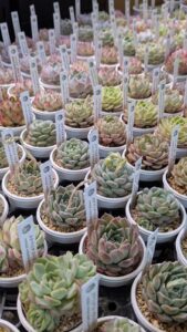 東京でエケベリアがたくさん並ぶ無人販売店|多肉植物専門店リュミエール葛飾店_20260416