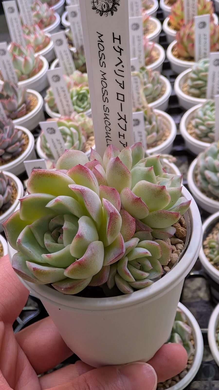 東京でエケベリアがたくさん並ぶ無人販売店|多肉植物専門店リュミエール葛飾店_20260416