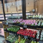 東京でエケベリアがたくさん並ぶ無人販売店|多肉植物専門店リュミエール葛飾店_20260417