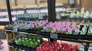 東京でエケベリアがたくさん並ぶ無人販売店|多肉植物専門店リュミエール葛飾店_20260417