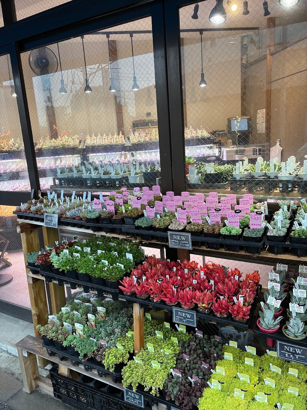 東京でエケベリアがたくさん並ぶ無人販売店|多肉植物専門店リュミエール葛飾店_20260417