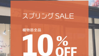 東京でエケベリアがたくさん並ぶ無人販売店|多肉植物専門店リュミエール葛飾店_20260418