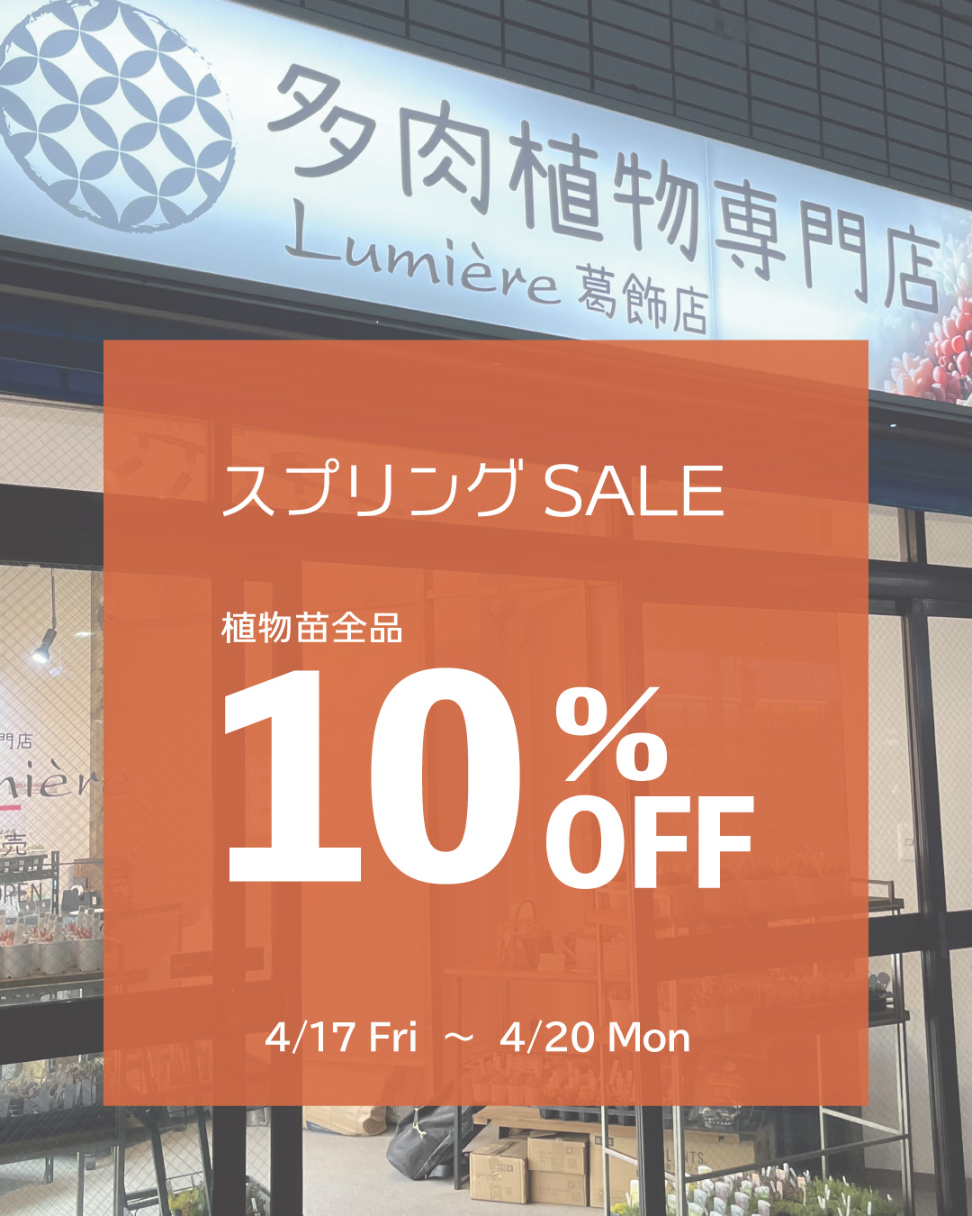 東京でエケベリアがたくさん並ぶ無人販売店|多肉植物専門店リュミエール葛飾店_20260418