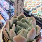 東京でエケベリアがたくさん並ぶ無人販売店|多肉植物専門店リュミエール葛飾店_20260419
