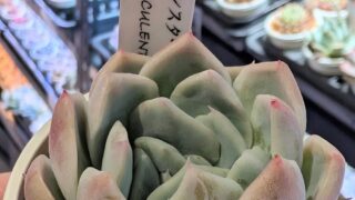 東京でエケベリアがたくさん並ぶ無人販売店|多肉植物専門店リュミエール葛飾店_20260419
