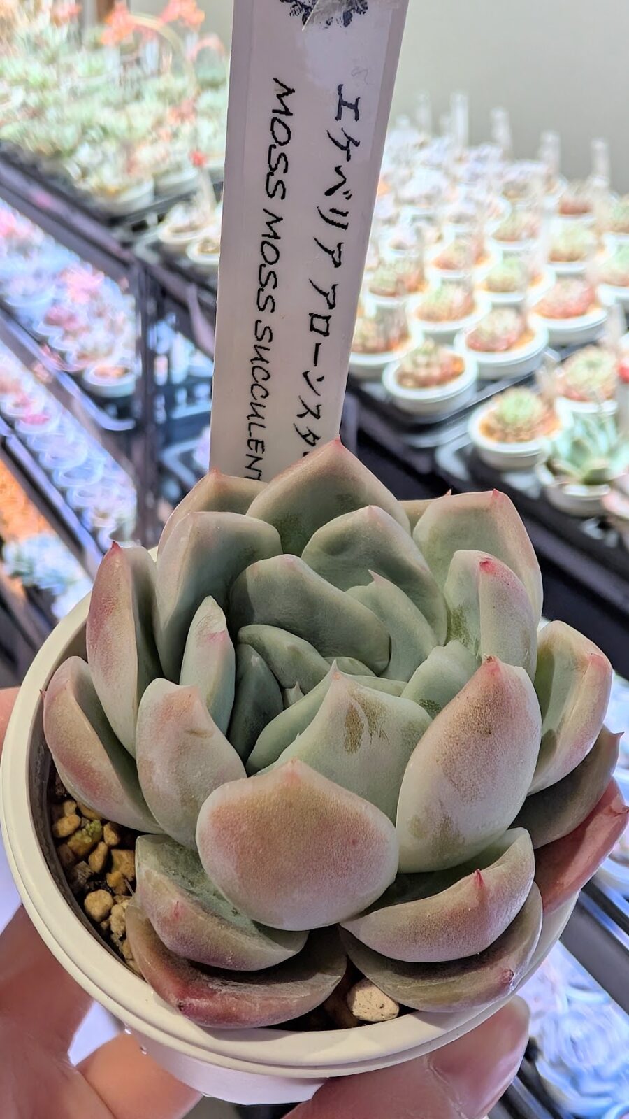 東京でエケベリアがたくさん並ぶ無人販売店|多肉植物専門店リュミエール葛飾店_20260419