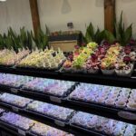 東京でエケベリアがたくさん並ぶ無人販売店|多肉植物専門店リュミエール葛飾店_20260420