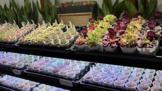 東京でエケベリアがたくさん並ぶ無人販売店|多肉植物専門店リュミエール葛飾店_20260420