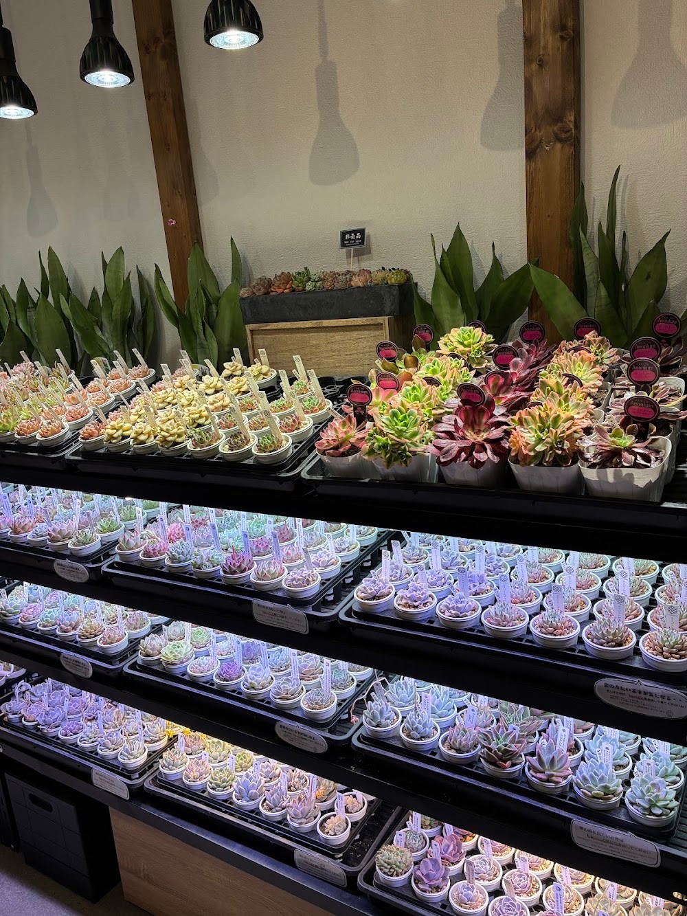 東京でエケベリアがたくさん並ぶ無人販売店|多肉植物専門店リュミエール葛飾店_20260420