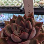東京でエケベリアがたくさん並ぶ無人販売店|多肉植物専門店リュミエール葛飾店_20260421