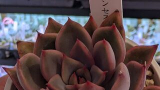 東京でエケベリアがたくさん並ぶ無人販売店|多肉植物専門店リュミエール葛飾店_20260421