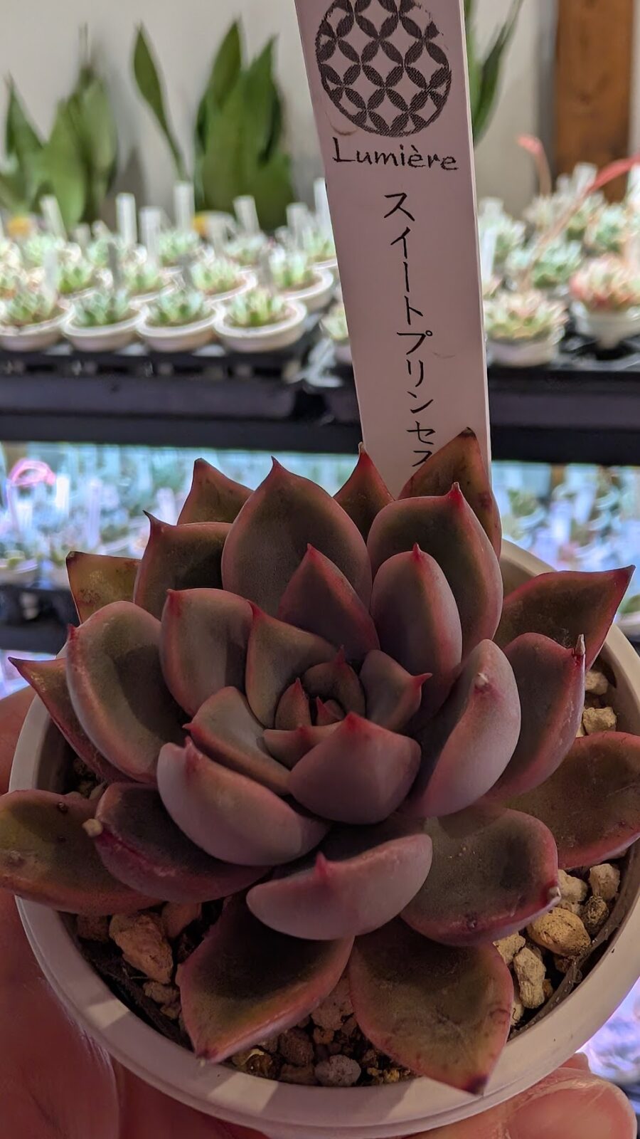 東京でエケベリアがたくさん並ぶ無人販売店|多肉植物専門店リュミエール葛飾店_20260421