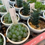 東京でエケベリアがたくさん並ぶ無人販売店|多肉植物専門店リュミエール葛飾店_20260422