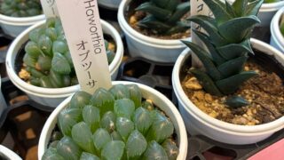 東京でエケベリアがたくさん並ぶ無人販売店|多肉植物専門店リュミエール葛飾店_20260422