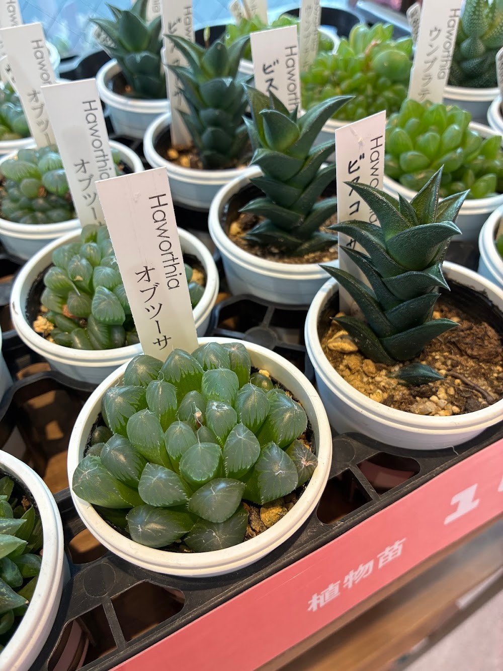 東京でエケベリアがたくさん並ぶ無人販売店|多肉植物専門店リュミエール葛飾店_20260422