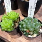 東京でエケベリアがたくさん並ぶ無人販売店|多肉植物専門店リュミエール葛飾店_20260423