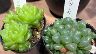 東京でエケベリアがたくさん並ぶ無人販売店|多肉植物専門店リュミエール葛飾店_20260423