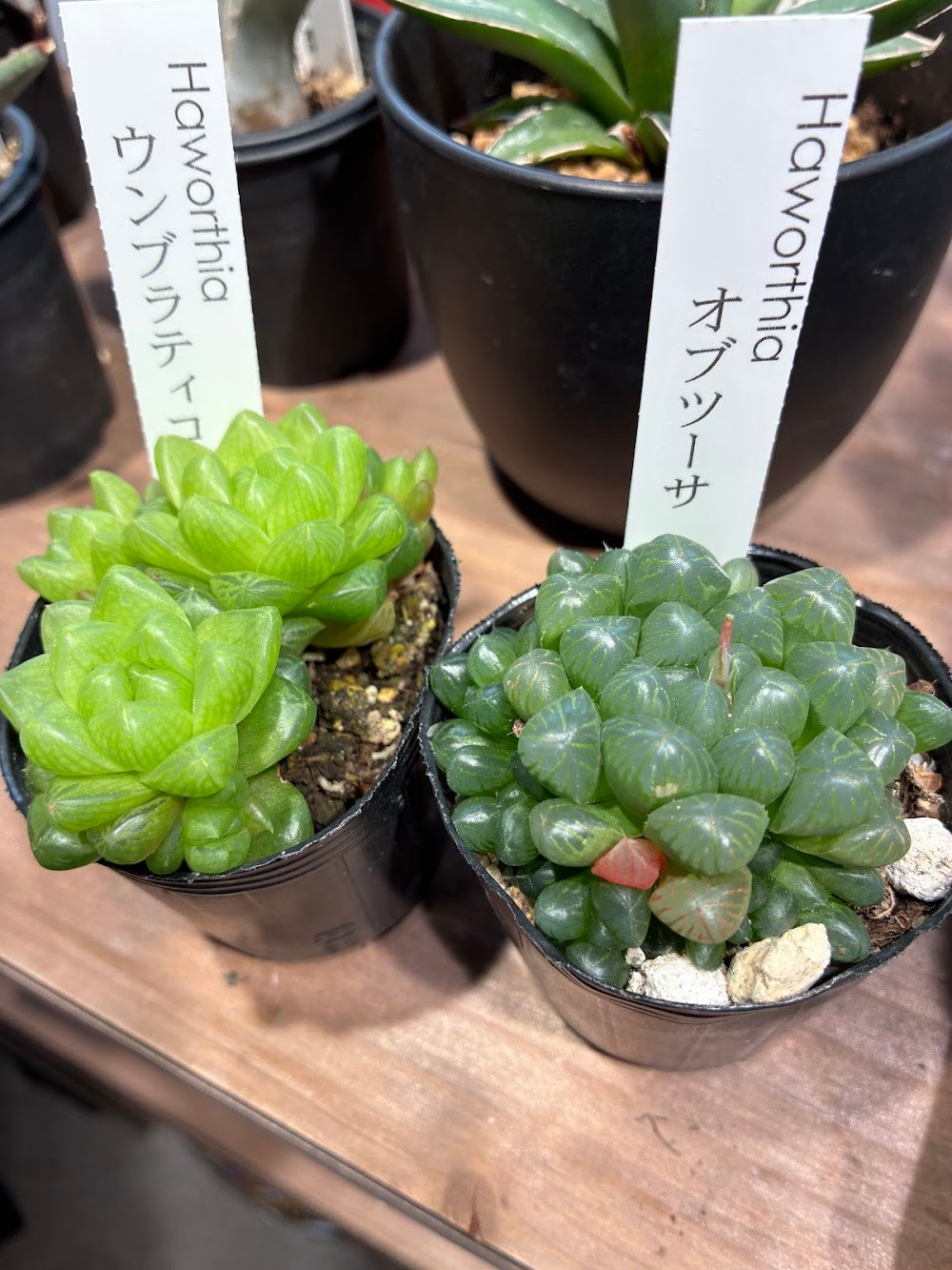 東京でエケベリアがたくさん並ぶ無人販売店|多肉植物専門店リュミエール葛飾店_20260423