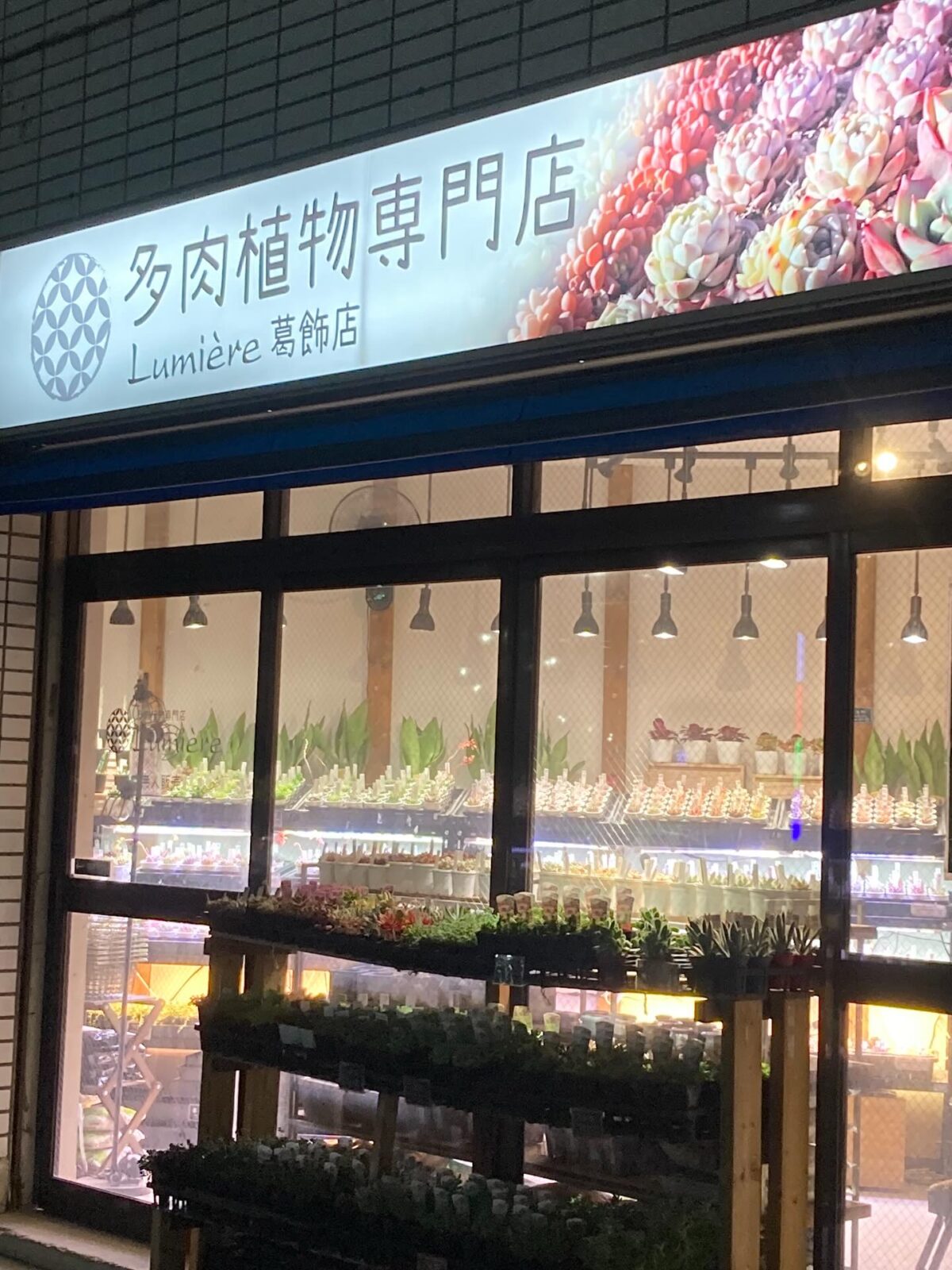 東京でエケベリアがたくさん並ぶ無人販売店|多肉植物専門店リュミエール葛飾店_20260424