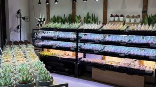 東京でエケベリアがたくさん並ぶ無人販売店|多肉植物専門店リュミエール葛飾店_20260426