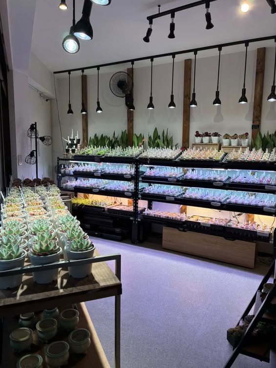 東京でエケベリアがたくさん並ぶ無人販売店|多肉植物専門店リュミエール葛飾店_20260426