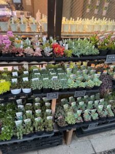 東京でエケベリアがたくさん並ぶ無人販売店|多肉植物専門店リュミエール葛飾店_20260427