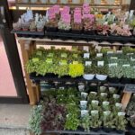 東京でエケベリアがたくさん並ぶ無人販売店|多肉植物専門店リュミエール葛飾店_20260427