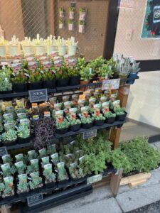 東京でエケベリアがたくさん並ぶ無人販売店|多肉植物専門店リュミエール葛飾店_20260427