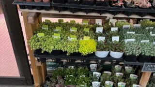 東京でエケベリアがたくさん並ぶ無人販売店|多肉植物専門店リュミエール葛飾店_20260427