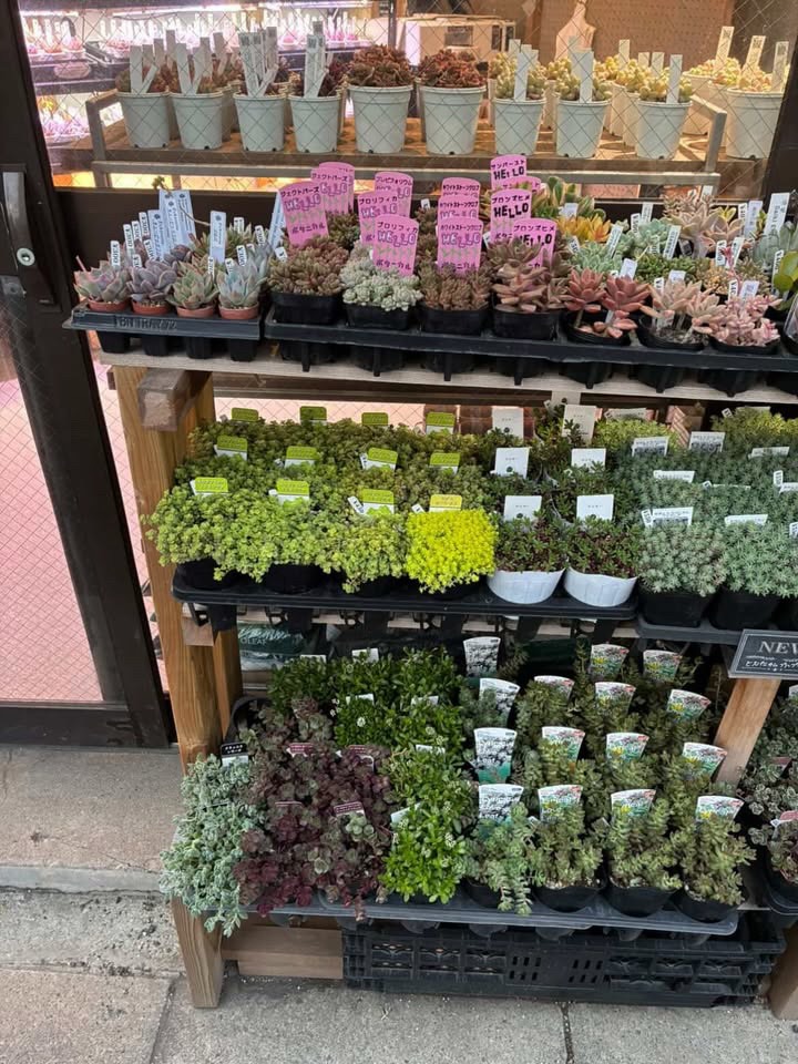 東京でエケベリアがたくさん並ぶ無人販売店|多肉植物専門店リュミエール葛飾店_20260427