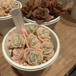 ラブリーローズ群生|多肉植物専門店リュミエール葛飾店_20260429