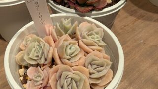 ラブリーローズ群生|多肉植物専門店リュミエール葛飾店_20260429