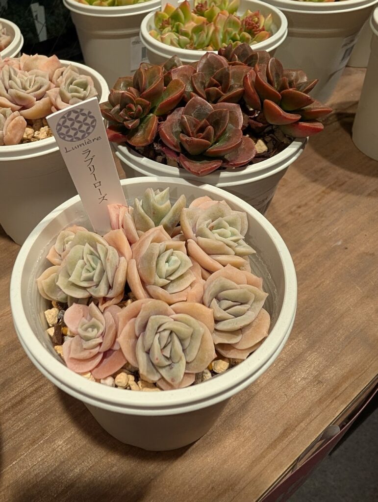 ラブリーローズ群生|多肉植物専門店リュミエール葛飾店_20260429