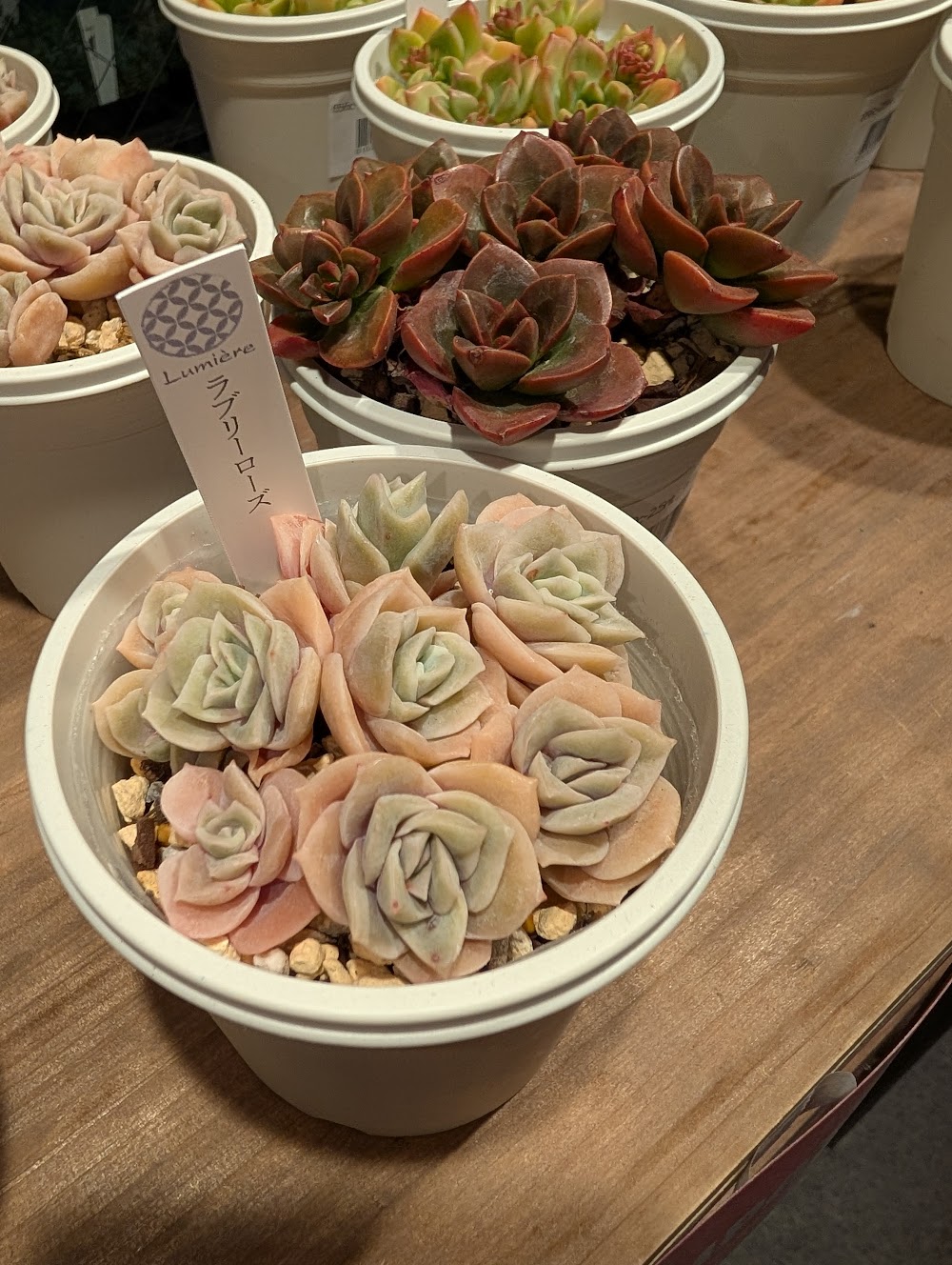 ラブリーローズ群生|多肉植物専門店リュミエール葛飾店_20260429