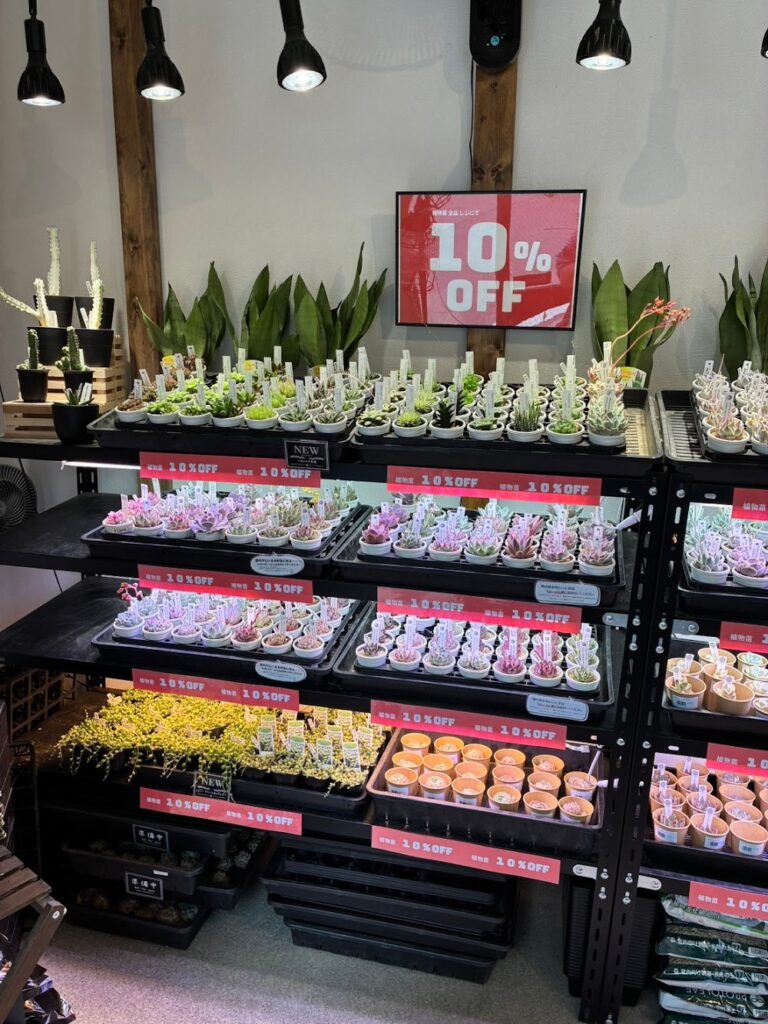 東京でエケベリアがたくさん並ぶ無人販売店|多肉植物専門店リュミエール葛飾店_20260430