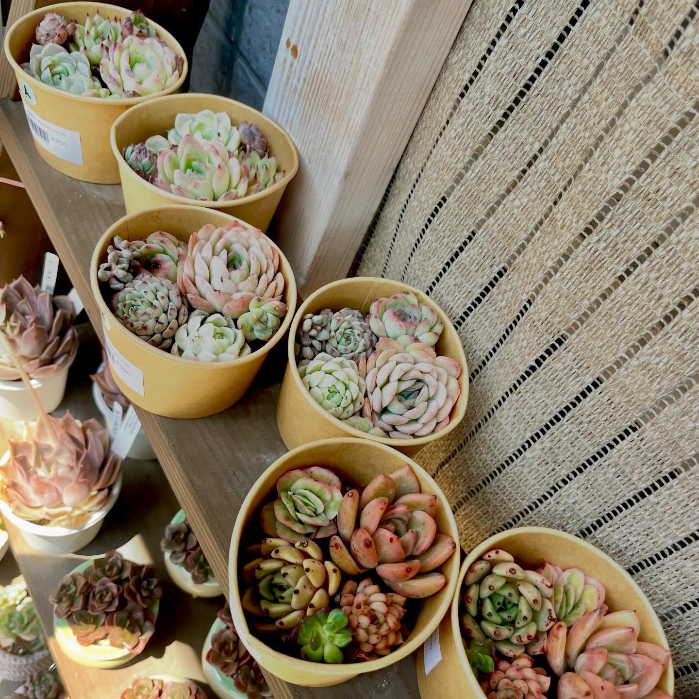 寄植え用プラグ苗セット|多肉植物専門店リュミエール北砂販売所_20260502
