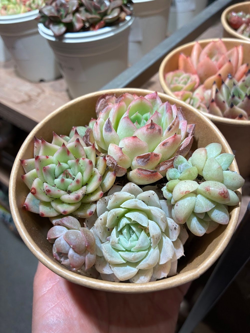 東京でエケベリアがたくさん並ぶ無人販売店|多肉植物専門店リュミエール葛飾店_20260502