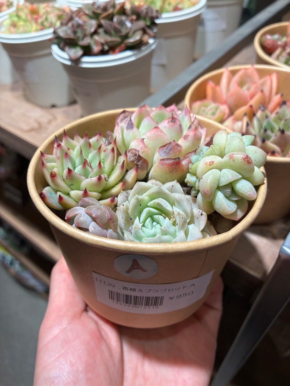 東京でエケベリアがたくさん並ぶ無人販売店|多肉植物専門店リュミエール葛飾店_20260502