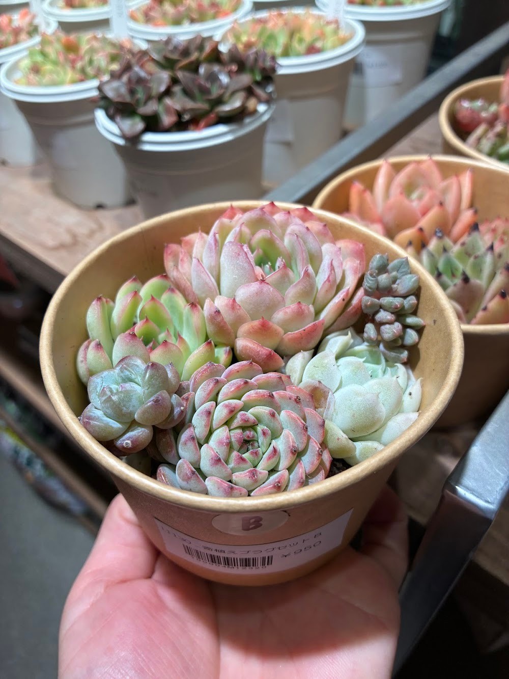 東京でエケベリアがたくさん並ぶ無人販売店|多肉植物専門店リュミエール葛飾店_20260502