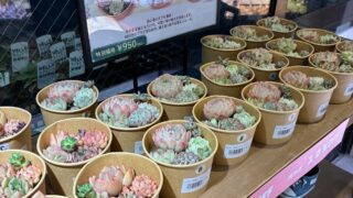 東京でエケベリアがたくさん並ぶ無人販売店|多肉植物専門店リュミエール葛飾店_20260503