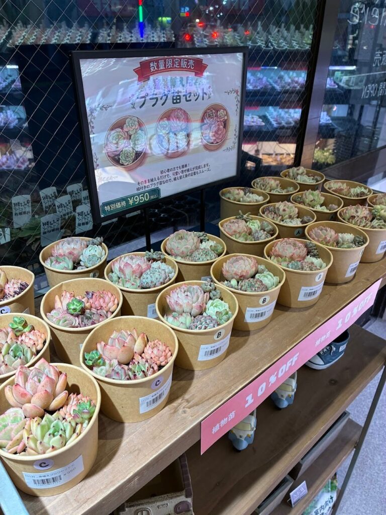 【7苗限定】14 テテラエンシス E.tetelaensis 多肉植物 スタッフが独り占めしたかった …🌟 | 多肉植物専門店Lumiere