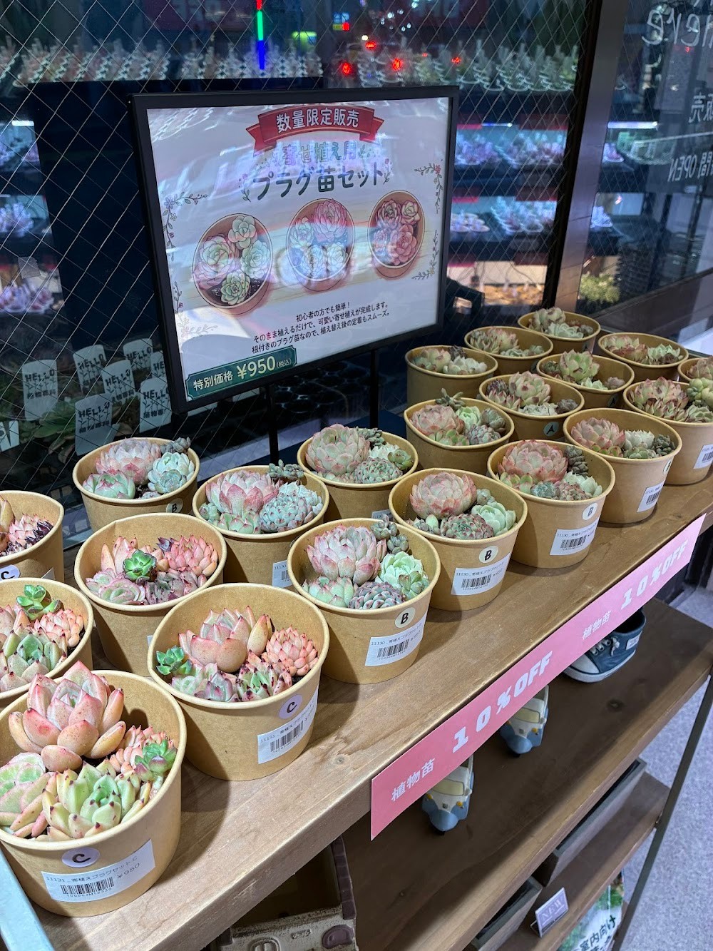 東京でエケベリアがたくさん並ぶ無人販売店|多肉植物専門店リュミエール葛飾店_20260503