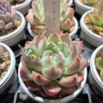東京でエケベリアがたくさん並ぶ無人販売店|多肉植物専門店リュミエール葛飾店_20260505