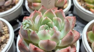 東京でエケベリアがたくさん並ぶ無人販売店|多肉植物専門店リュミエール葛飾店_20260505