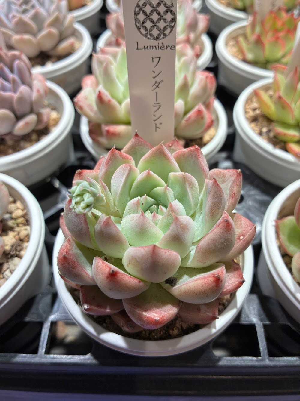 東京でエケベリアがたくさん並ぶ無人販売店|多肉植物専門店リュミエール葛飾店_20260505