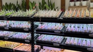 東京でエケベリアがたくさん並ぶ無人販売店|多肉植物専門店リュミエール葛飾店_20260506