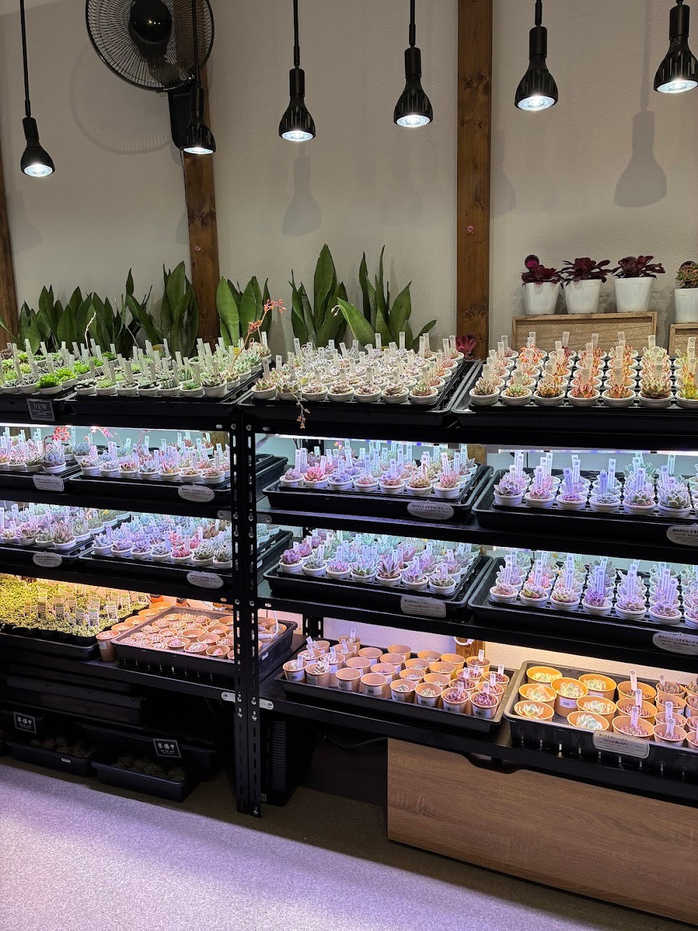 東京でエケベリアがたくさん並ぶ無人販売店|多肉植物専門店リュミエール葛飾店_20260506