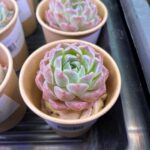 東京でエケベリアがたくさん並ぶ無人販売店|多肉植物専門店リュミエール葛飾店_20260507