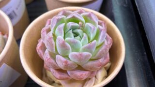 東京でエケベリアがたくさん並ぶ無人販売店|多肉植物専門店リュミエール葛飾店_20260507