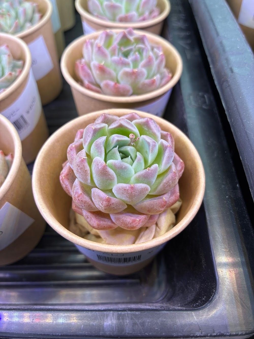 東京でエケベリアがたくさん並ぶ無人販売店|多肉植物専門店リュミエール葛飾店_20260507